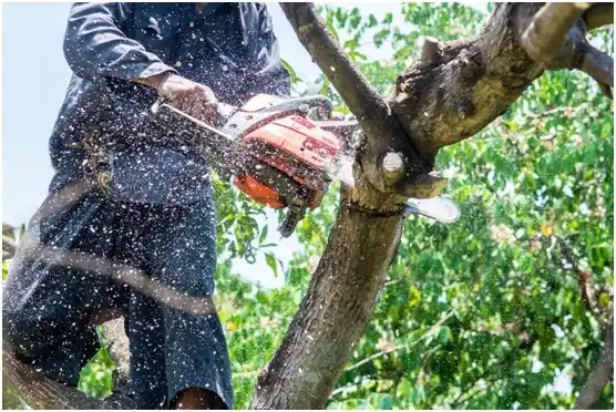 tree services Shady Cove